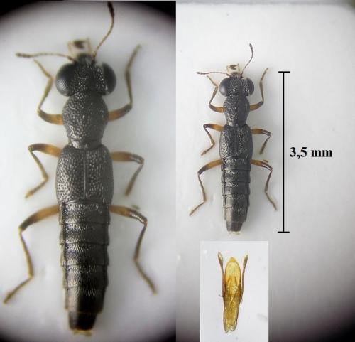 Réf. 242 051 : Stenus palustris